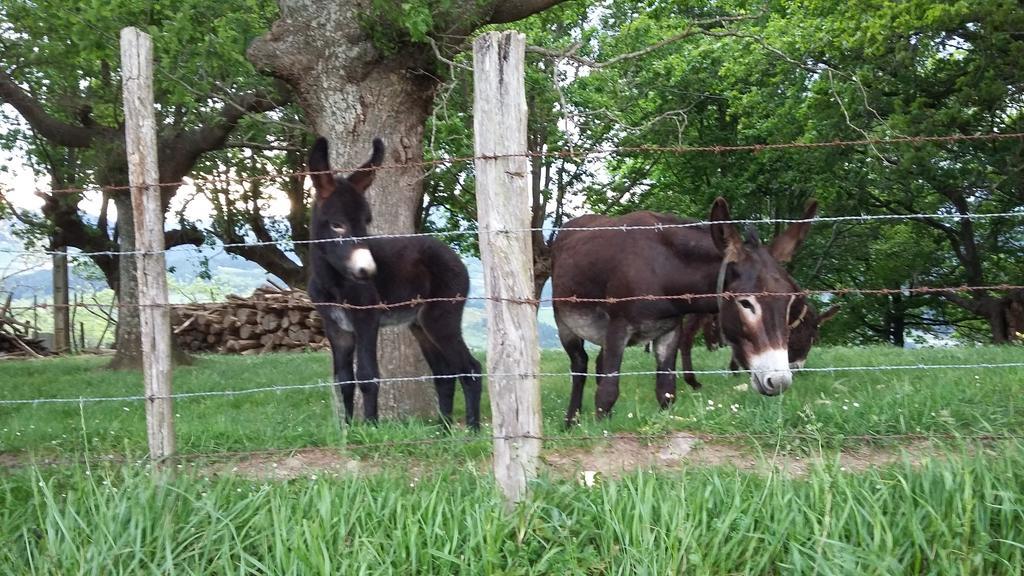 Casa Rural Urkulu Landetxea Arechavaleta Buitenkant foto